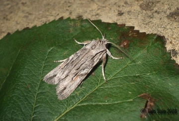 Blairs Shoulder-knot Copyright: Ben Sale