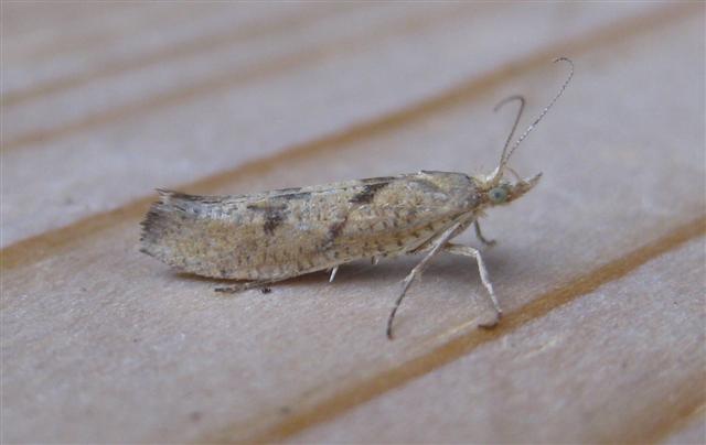 Ypsolopha sylvella. Copyright: Stephen Rolls