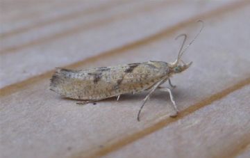 Ypsolopha sylvella. Copyright: Stephen Rolls