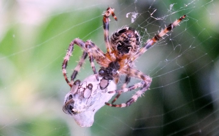 Garden Spider with prey Copyright: Peter Pearson