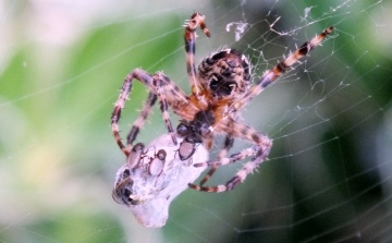 Garden Spider with prey Copyright: Peter Pearson