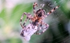 Garden Spider with prey