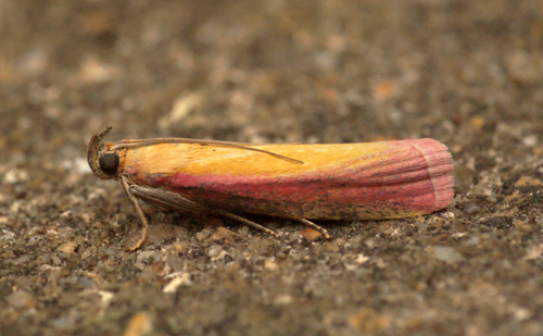 Oncocera semirubella 2 Copyright: Ben Sale