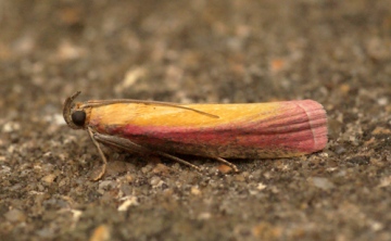 Oncocera semirubella 2 Copyright: Ben Sale