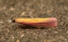 Oncocera semirubella 2 Copyright: Ben Sale