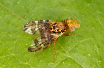 Goniglossum wiedemanni male Copyright: Peter Harvey