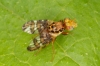 Goniglossum wiedemanni male Copyright: Peter Harvey