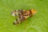 Goniglossum wiedemanni male