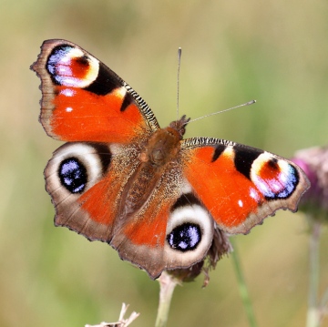 Peacock butterfly Copyright: Geoff Vowles