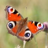 Peacock butterfly Copyright: Geoff Vowles