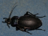 Carabus violaceus