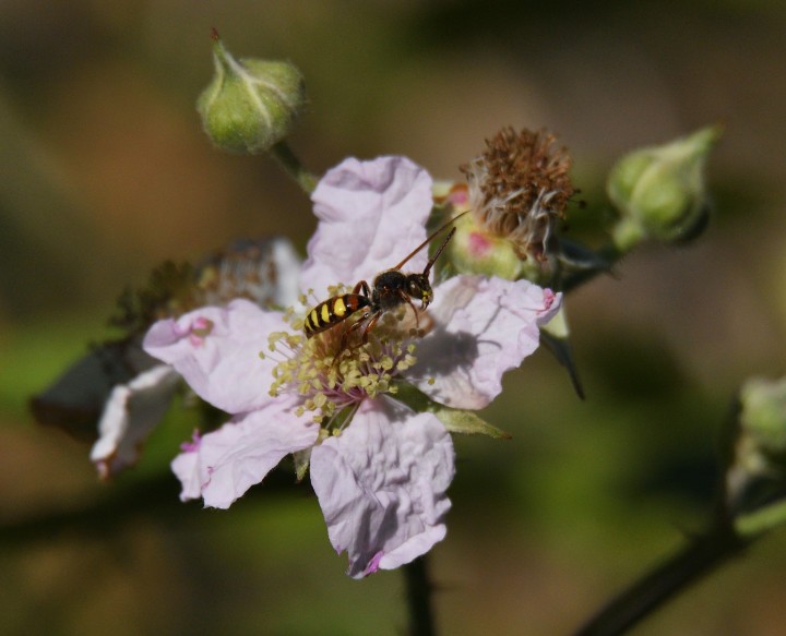 Unidentified digger wasp Copyright: Malcolm Riddler