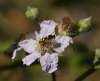 Unidentified digger wasp 