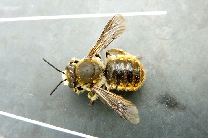 European Wool Carder Bee Copyright: David Lee