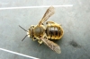 European Wool Carder Bee 