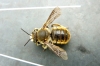 European Wool Carder Bee