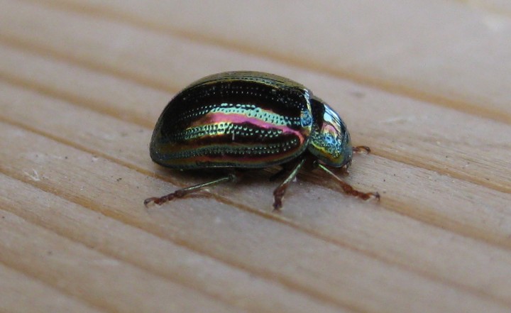 Rosemary Beetle 2 Copyright: Stephen Rolls