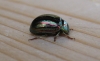 Rosemary Beetle 2 Copyright: Stephen Rolls