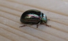 Rosemary Beetle 2