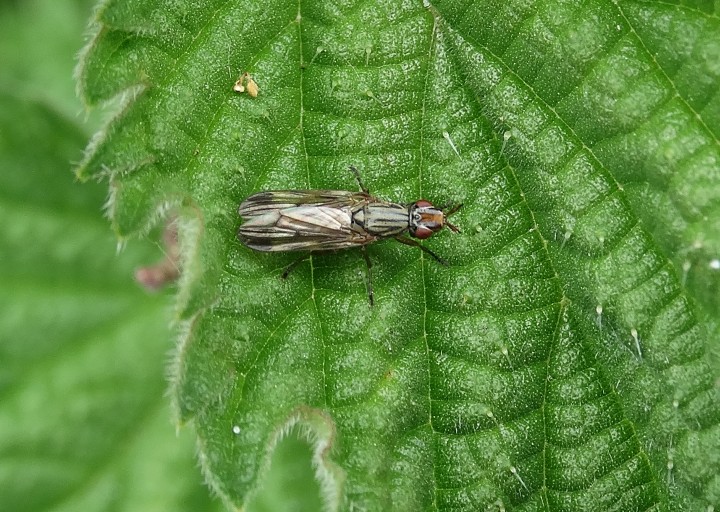 Dorycera graminum 28 May 2015 Copyright: Chris Gibson