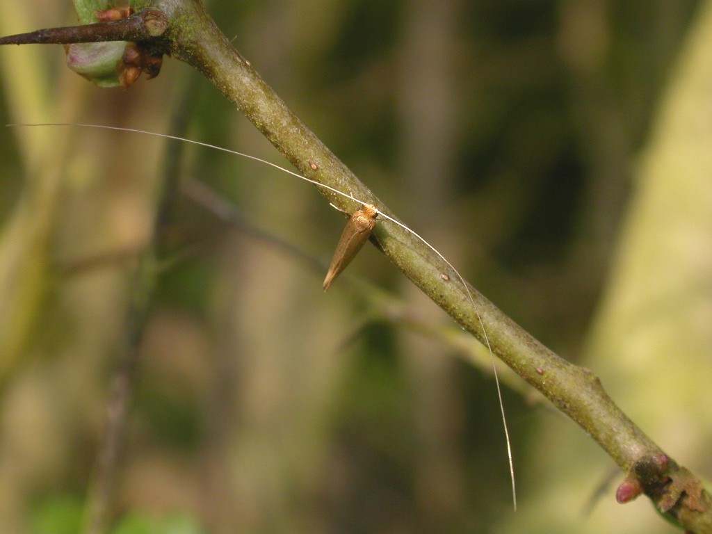 Longhorn Micro-moth Un-identified Copyright: Malcolm Riddler