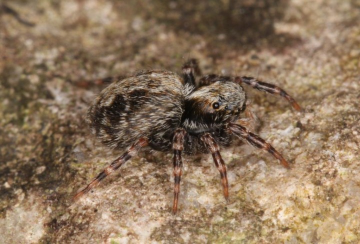 Pseudeuophrys lanigera female 2 Copyright: Peter Harvey