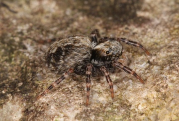 Pseudeuophrys lanigera female 2 Copyright: Peter Harvey