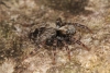 Pseudeuophrys lanigera female 2