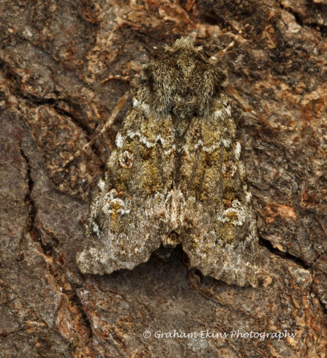 Feathered Ranunculus   Polymixis lichenea Copyright: Graham Ekins
