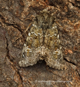 Feathered Ranunculus   Polymixis lichenea Copyright: Graham Ekins