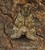 Feathered Ranunculus   Polymixis lichenea