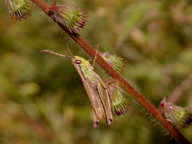A meadow grasshopper (m) Copyright: Malcolm Riddler