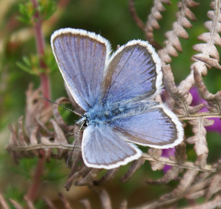 Silver-studded Blue (male) Copyright: Robert Smith