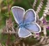 Silver-studded Blue (male) 