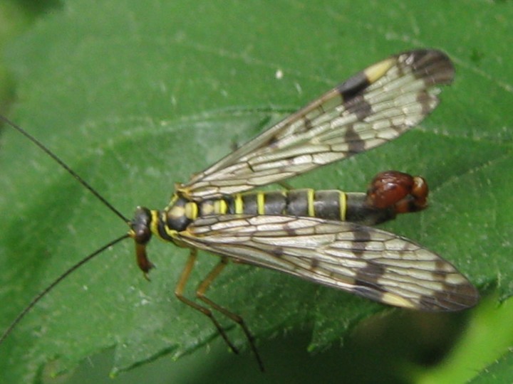 scorpion fly Copyright: Kim Prowse