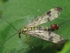 scorpion fly 