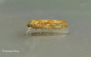 Mompha ochraceella Copyright: Graham Ekins