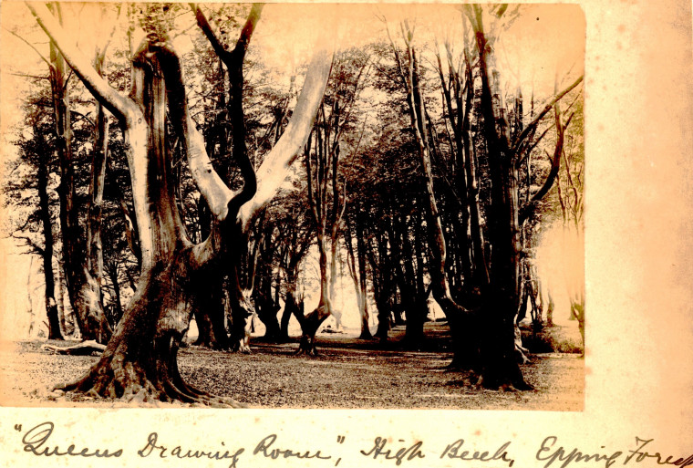 Epping Forest Queens Drawing Room High Beech Copyright: Essex Field Club