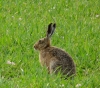 brown hare Copyright: John Dobson