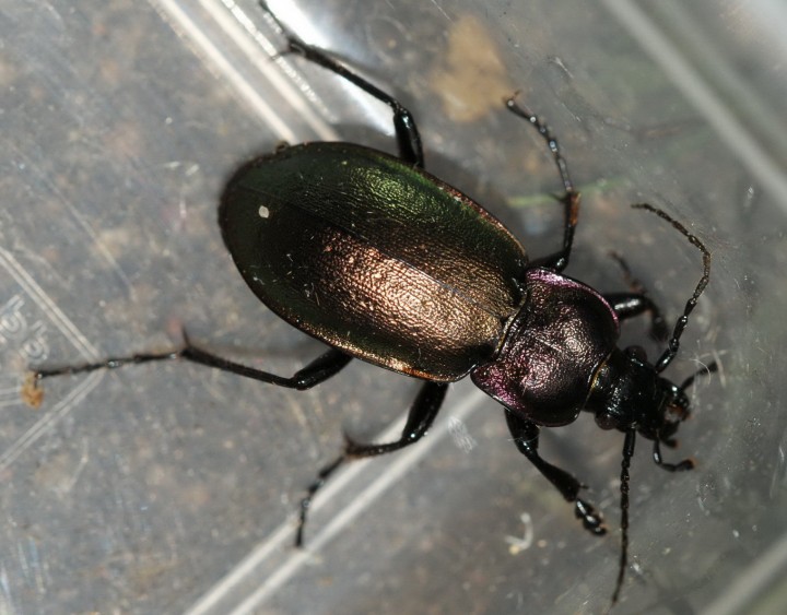 Carabus nemoralis Copyright: Robert Smith