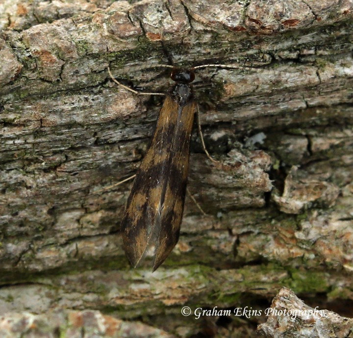 Mystacides longicornis 2 Copyright: Graham Ekins