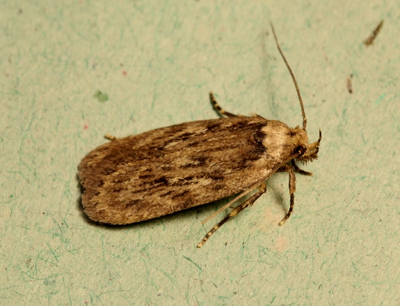 Parsnip Moth Depressaria heraclei Copyright: Peter Furze