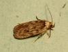 Parsnip Moth Depressaria heraclei 