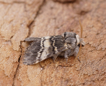 Lunar Marbled Brown 4 Copyright: Ben Sale