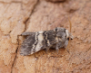 Lunar Marbled Brown 4 
