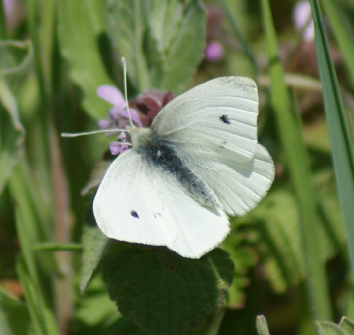 Small White (spring form) Copyright: Robert Smith