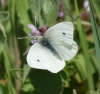 Small White (spring form) 