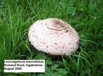 Leucoagaricus barssii Copyright: Graham Smith