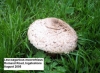 Leucoagaricus barssii 