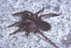 Coelotes terrestris